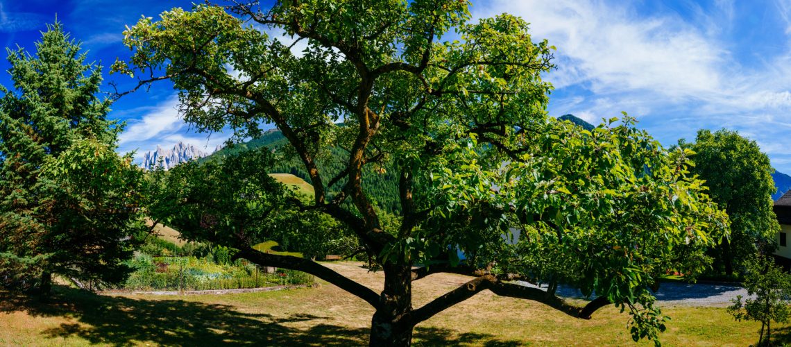 Old lengthy tree on a summer day